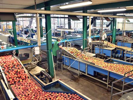 Uwezo wa Usindikaji wa Kuosha na Kukausha na Kukausha Mstari wa Matunda na Mboga Kiotomatiki kwa ujumla ni Kati ya 300kg/H na 3000kg/H. Uwezo wa Usindikaji wa Kuosha na Kukausha na Kukausha Mstari wa Matunda na Mboga Kiotomatiki kwa ujumla ni Kati ya 300kg/H na 3000kg/H.
